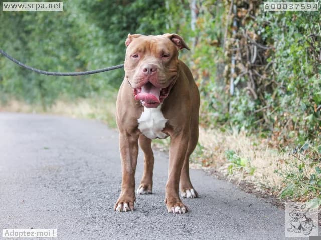 Thiago, male 3yo Mixed Breed for adoption at SRPA Liege, Srpa Liege
