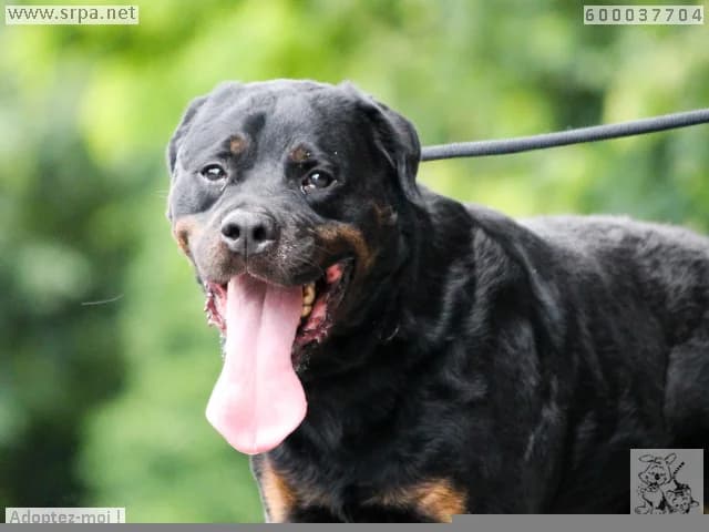 Otto, male 4yo Rottweiler for adoption at SRPA Liege, Srpa Liege