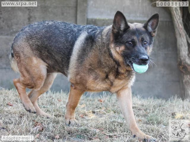 Quindy, female senior German Shepherd for adoption at SRPA Liege, Srpa Liege