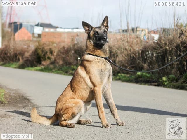 Karabas, male 3yo Belgian Malinois for adoption at SRPA Liege, Srpa Liege