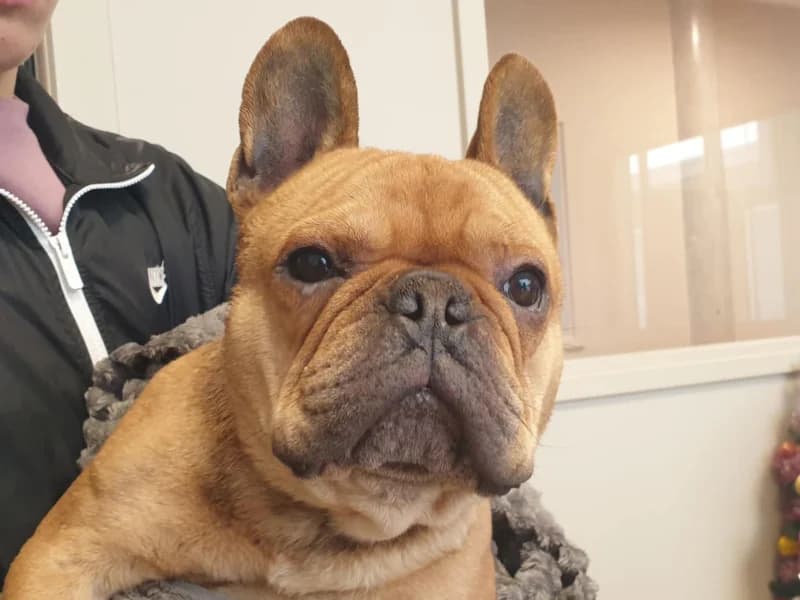 Darwin, male 3yo French Bulldog for adoption at SRPA Liege, Srpa Liege