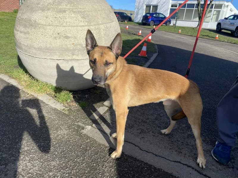 Kiki, male 3yo Belgian Malinois for adoption at SRPA Liege, Srpa Liege