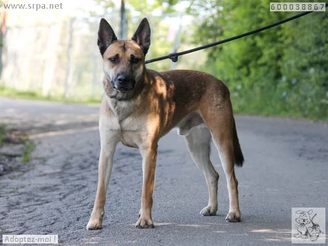 Kiki, male 4yo Belgian Malinois for adoption at SRPA Vinalmont