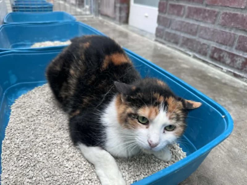 Maya, female young European Shorthair for adoption at SRPA Liege, Srpa Liege