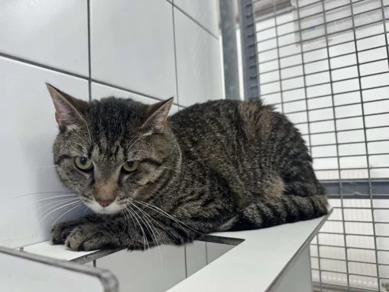 Kenai, male young European Shorthair for adoption at SRPA Liege, Srpa Liege