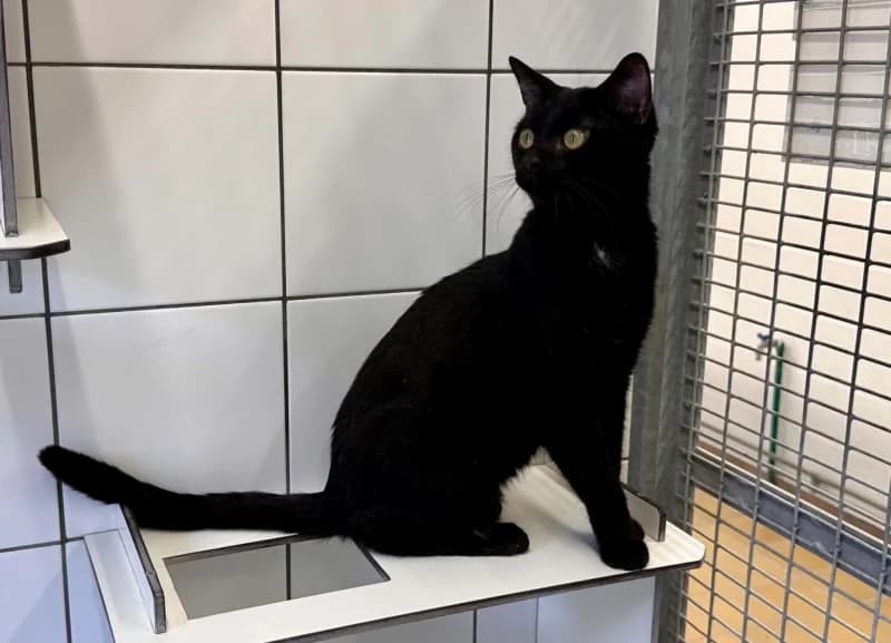 Animal 600.040, male young European Shorthair for adoption at SRPA Liege, Srpa Liege