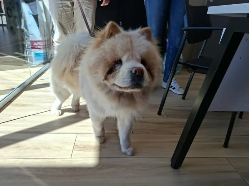Singsing, male young Chow Chow for adoption at SRPA Liege, Srpa Liege