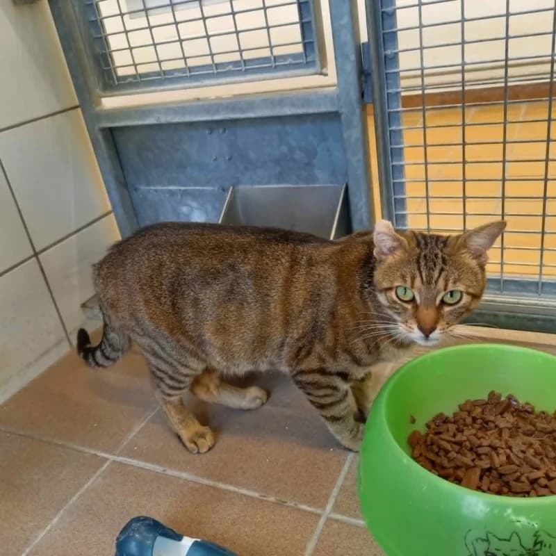 Onana, male young European Shorthair for adoption at SRPA Liege, Srpa Liege