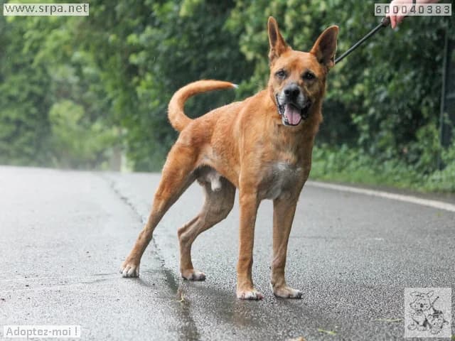 Raiko, male 6yo German Shepherd for adoption at SRPA Liege, Srpa Liege
