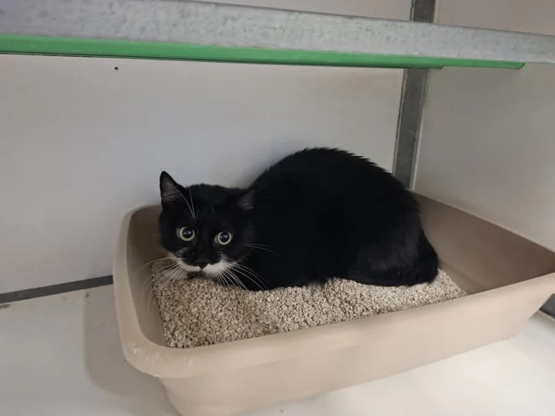 Dolce, male 4yo European Shorthair for adoption at SRPA Liege, Srpa Liege