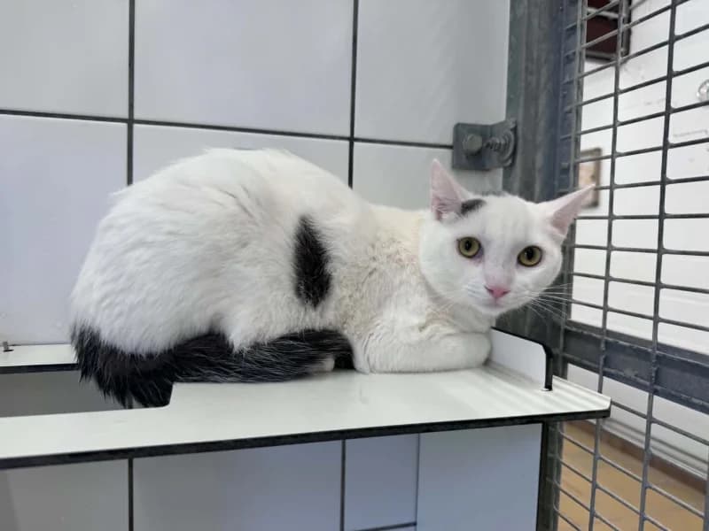 Bill, male young European Shorthair for adoption at SRPA Liege, Srpa Liege