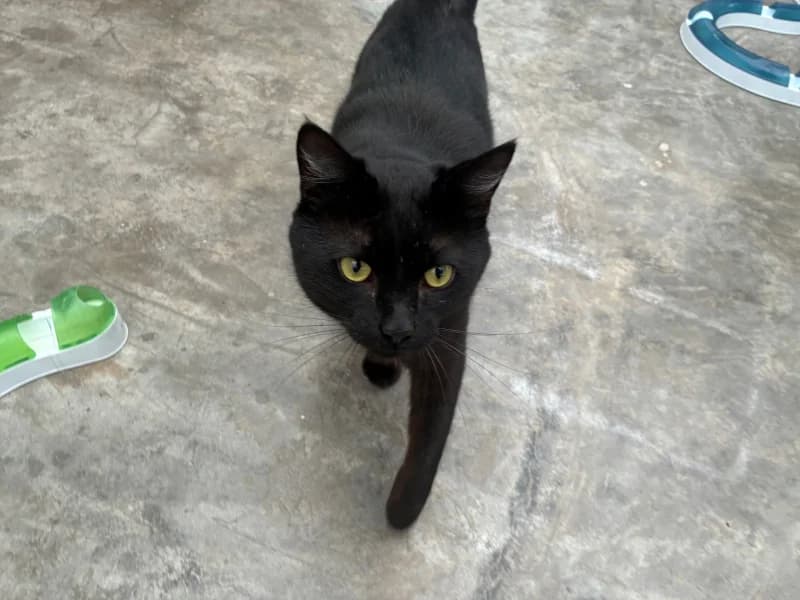 Rio, male 3yo European Shorthair for adoption at SRPA Liege, Srpa Liege