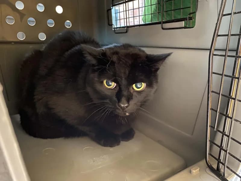 Animal 600.040, male 6yo European Shorthair for adoption at SRPA Liege, Srpa Liege