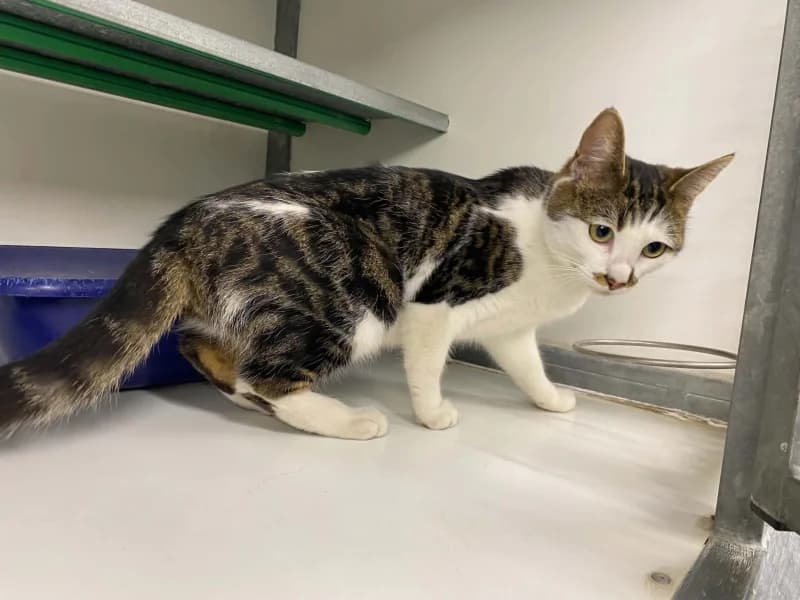 Myrtille, female young European Shorthair for adoption at SRPA Liege, Srpa Liege