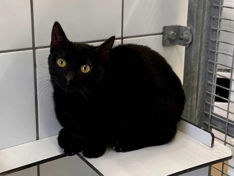 Animal 600.040, female young European Shorthair for adoption at SRPA Liege, Srpa Liege