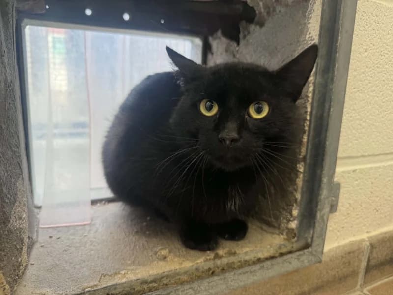 Tyler, male 3yo European Shorthair for adoption at SRPA Liege, Srpa Liege