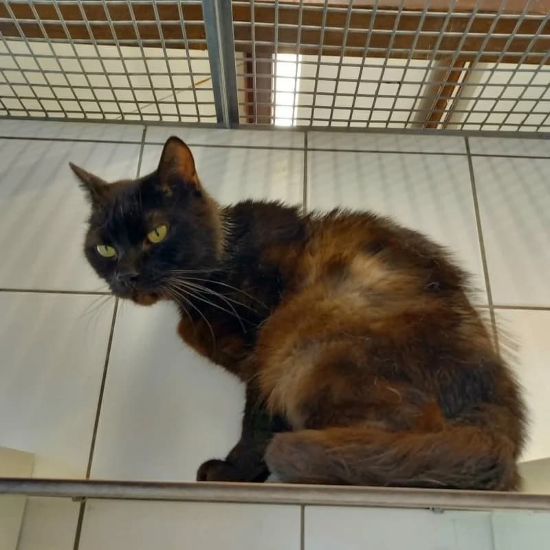 Jojo, male 7yo European Shorthair for adoption at SRPA Liege, Srpa Liege