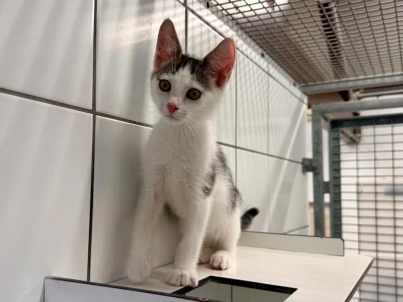 Animal 600.040, male puppy European Shorthair for adoption at SRPA Liege, Srpa Liege