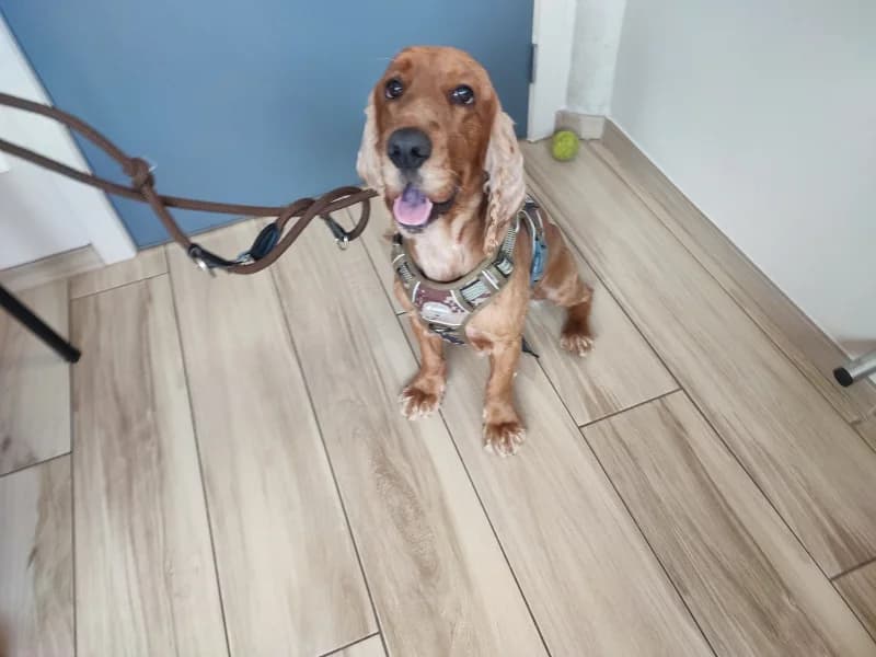 Bill, male young Cocker Spaniel for adoption at SRPA Liege, Srpa Liege