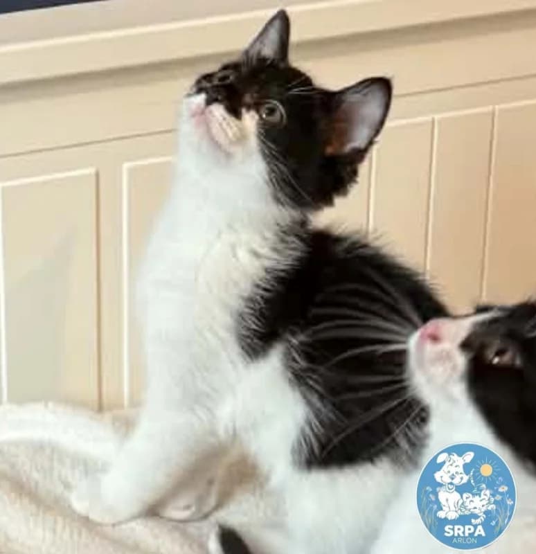 Animal 600.040, male puppy European Shorthair for adoption at SRPA Arlon