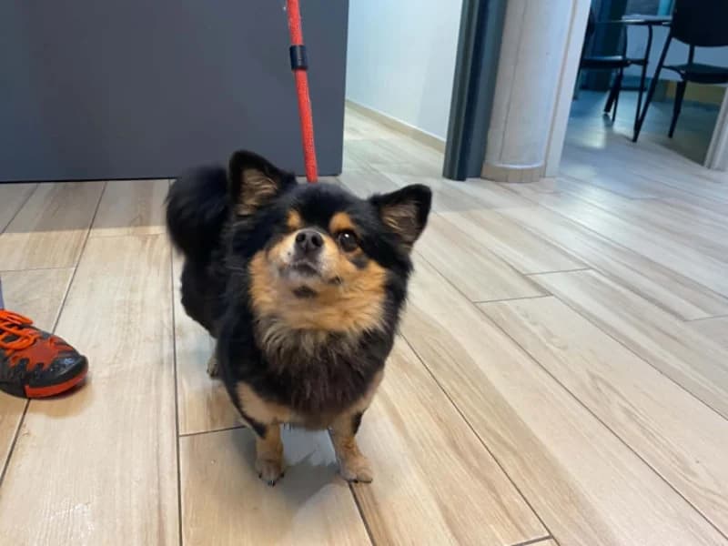 Animal 600.040, male senior Chihuahua for adoption at SRPA Liege, Srpa Liege
