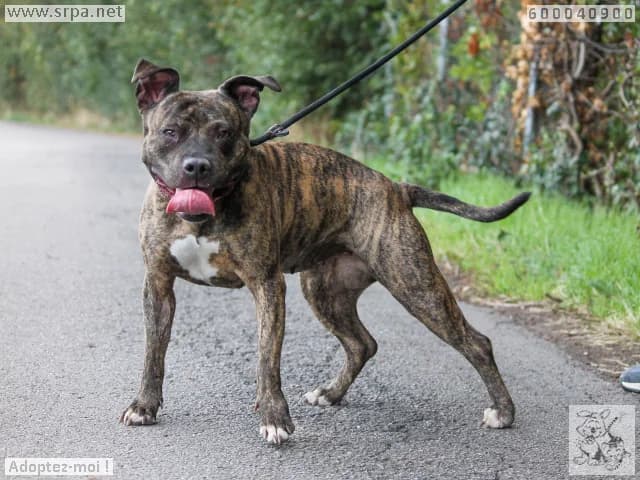 Kira, female 6yo American Staffordshire Terrier for adoption at SRPA Liege, Srpa Liege