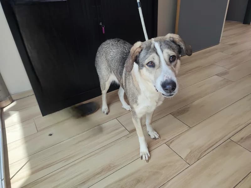 Luna, female senior Mixed Breed for adoption at SRPA Liege, Srpa Liege