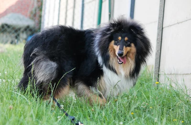 Dany, male puppy Collie for adoption at SRPA Liege, Srpa Liege