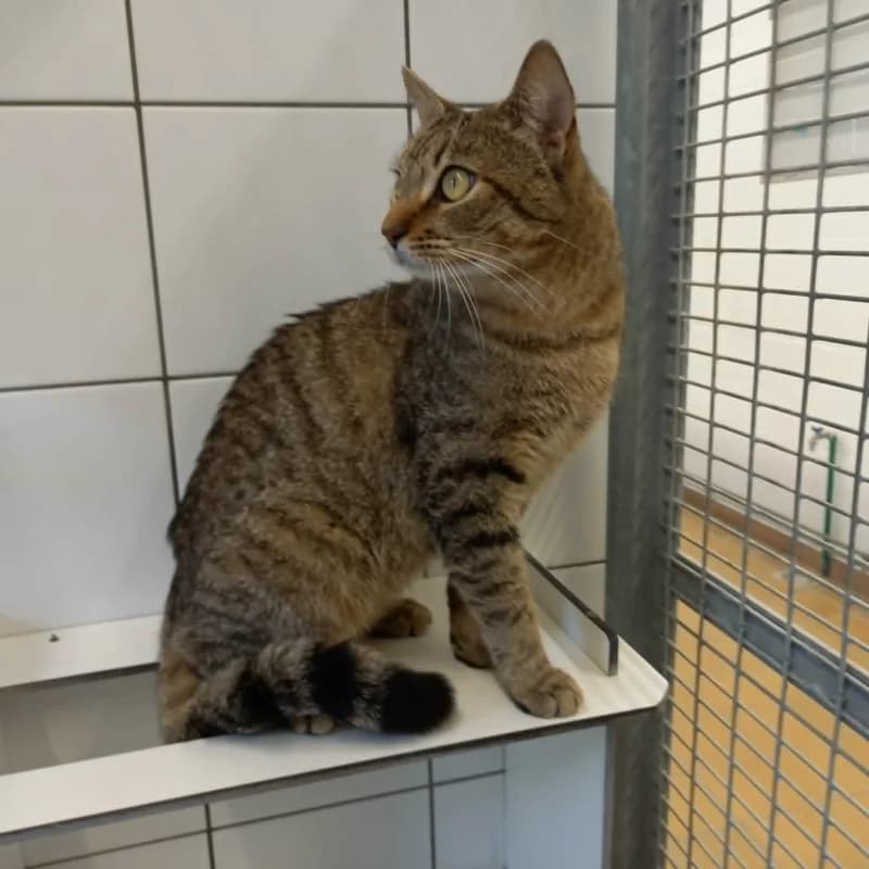 Marcus, male young European Shorthair for adoption at SRPA Liege, Srpa Liege