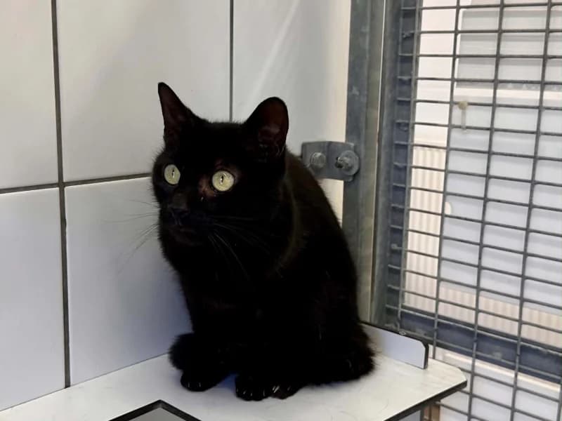 June, female 4yo European Shorthair for adoption at SRPA Liege, Srpa Liege