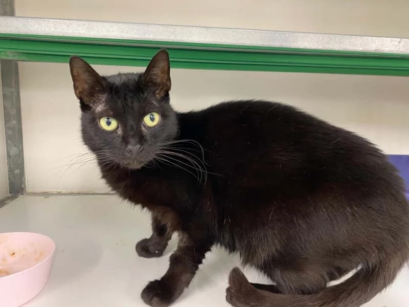 Noiraude, female 5yo European Shorthair for adoption at SRPA Liege, Srpa Liege