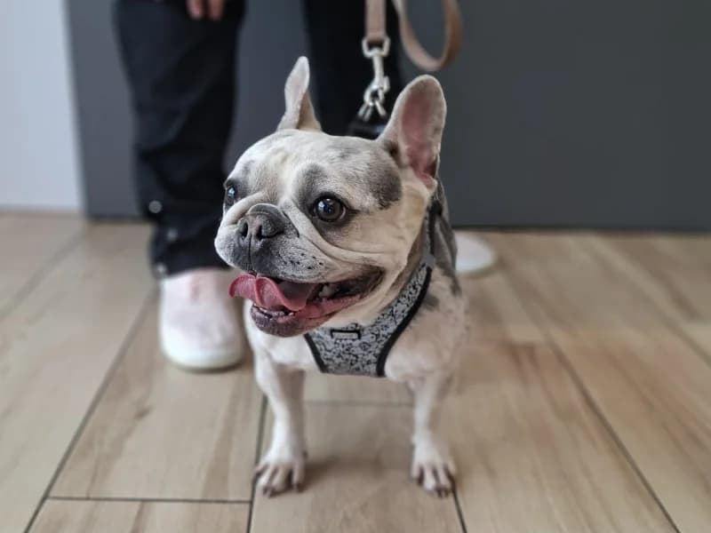 Louna, female 3yo French Bulldog for adoption at SRPA Liege, Srpa Liege
