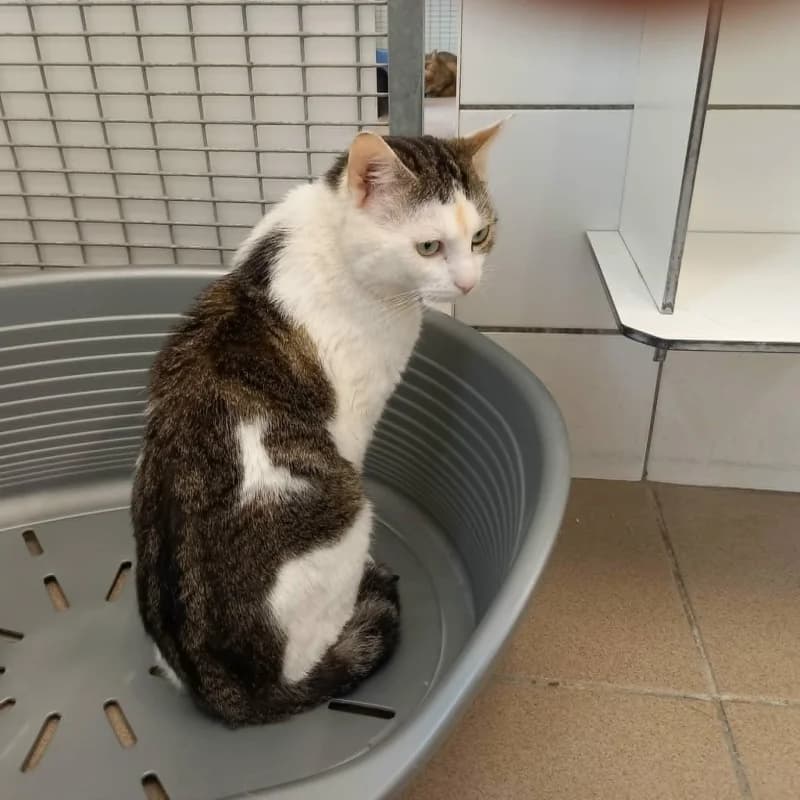Hermie, male 3yo European Shorthair for adoption at SRPA Liege, Srpa Liege