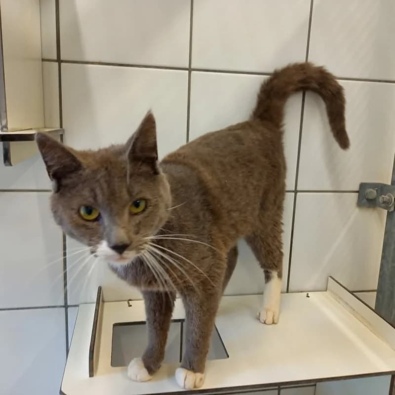 Fidji, male 3yo European Shorthair for adoption at SRPA Liege, Srpa Liege