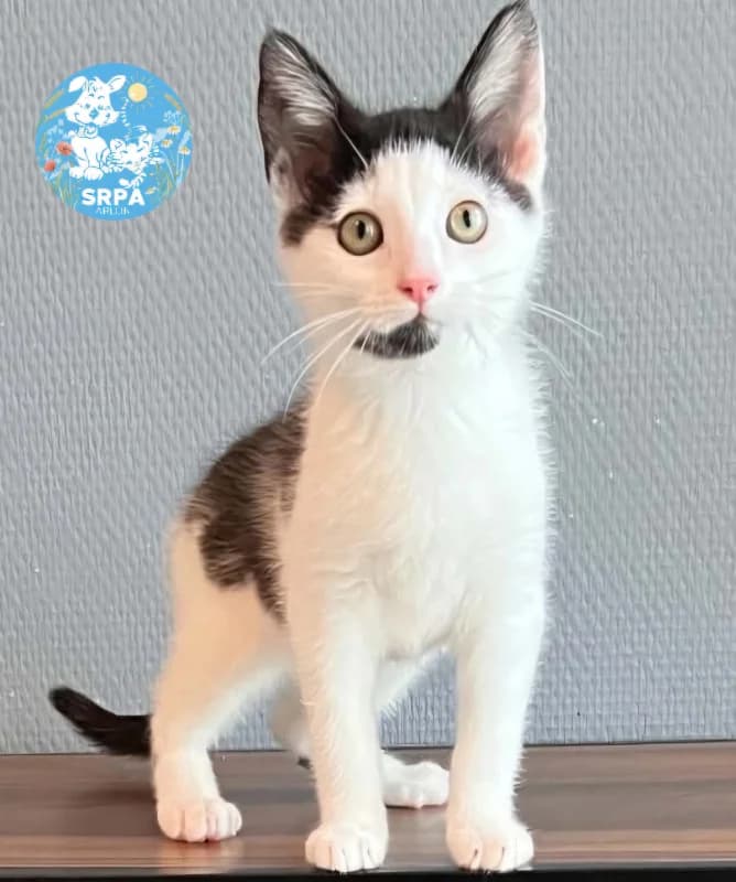 Animal 600.041, female puppy European Shorthair for adoption at SRPA Arlon
