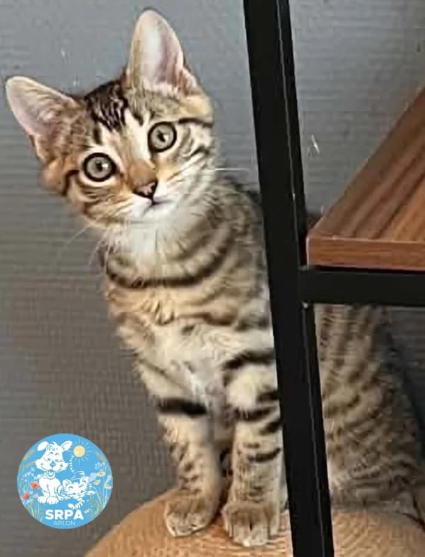 Animal 600.041, female puppy European Shorthair for adoption at SRPA Arlon