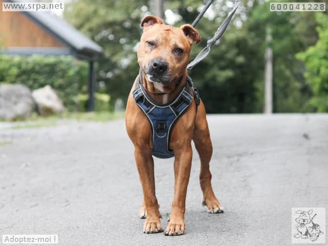 Maiko, male senior American Staffordshire Terrier for adoption at SRPA Liege, Srpa Liege