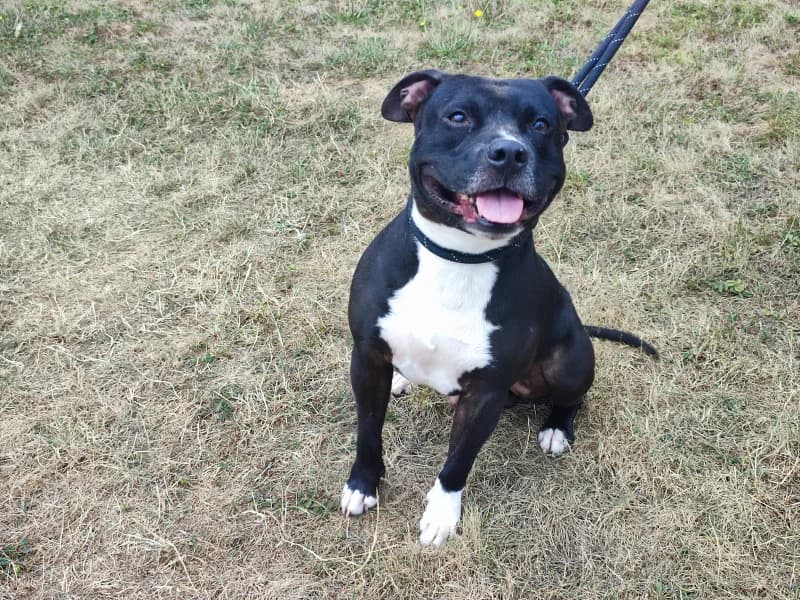 Oslo, male 4yo American Staffordshire Terrier for adoption at SRPA Liege, Srpa Liege