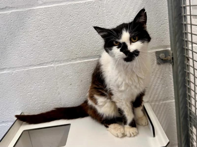 Adeleide, female senior European Shorthair for adoption at SRPA Liege, Srpa Liege
