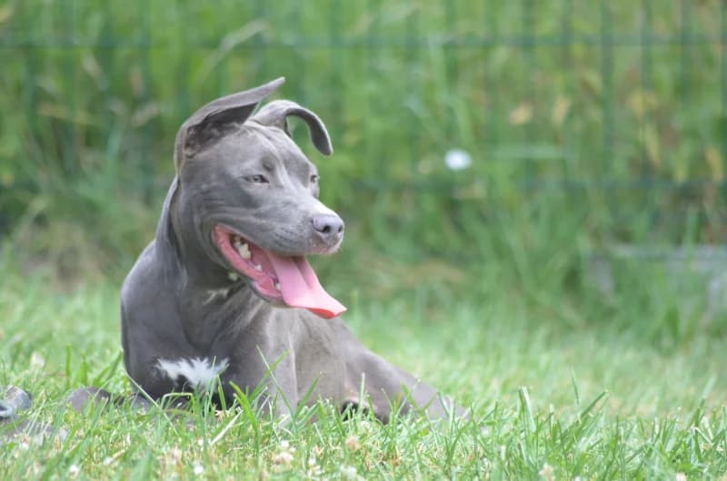 Symba, female puppy American Staffordshire Terrier for adoption at SRPA Vinalmont