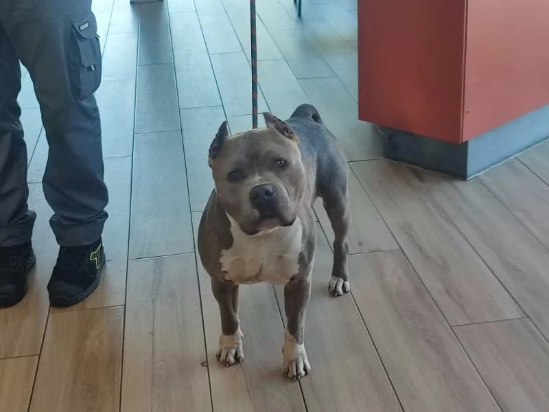 Balu, male 6yo American Bully for adoption at SRPA Liege, Srpa Liege