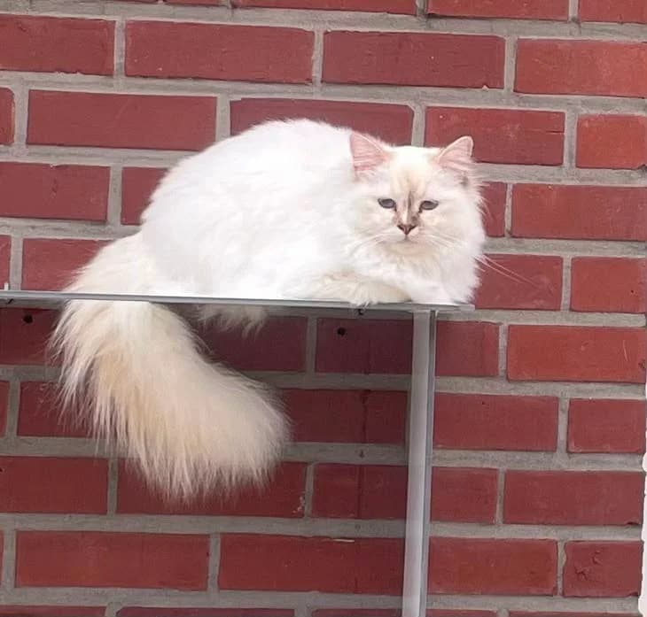 Perle, female puppy Birman for adoption at SRPA Liege, Srpa Liege