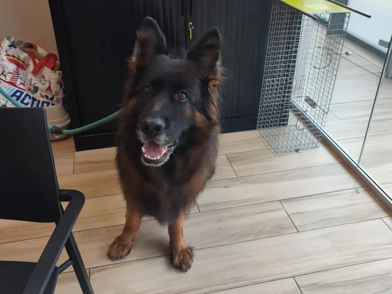 Tessy, female 5yo German Shepherd for adoption at SRPA Liege, Srpa Liege