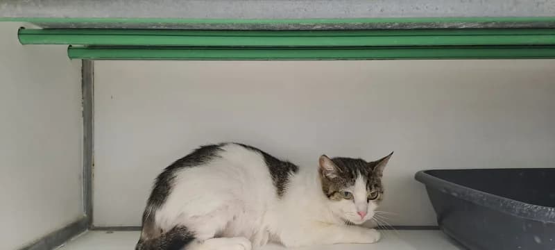 Griotte, female 4yo European Shorthair for adoption at SRPA Liege, Srpa Liege