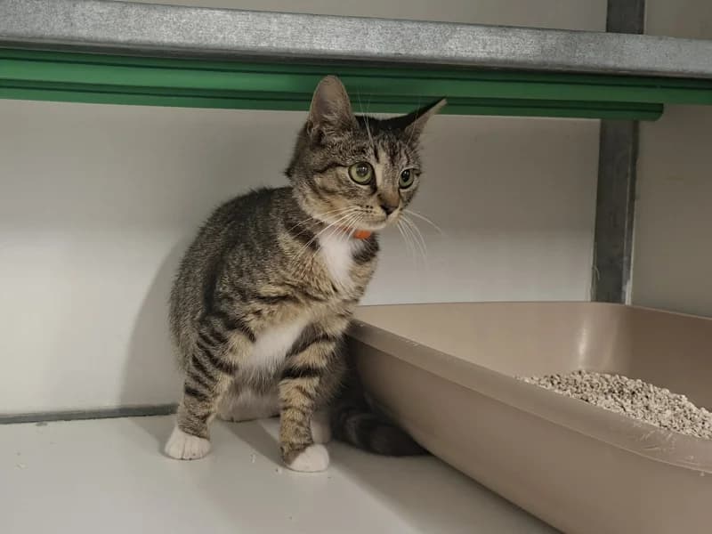 Poupette, female young European Shorthair for adoption at SRPA Liege, Srpa Liege