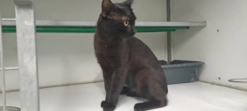 Bibou, male young European Shorthair for adoption at SRPA Liege, Srpa Liege
