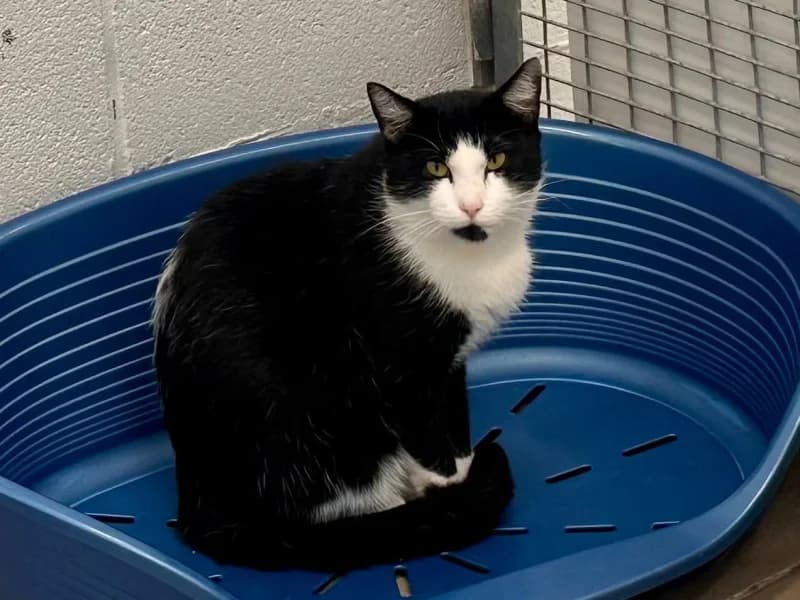Félix, male 3yo European Shorthair for adoption at SRPA Liege, Srpa Liege