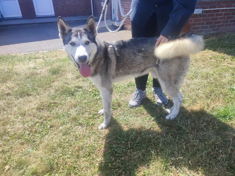 Ragnar, male young Husky for adoption at SRPA Liege, Srpa Liege