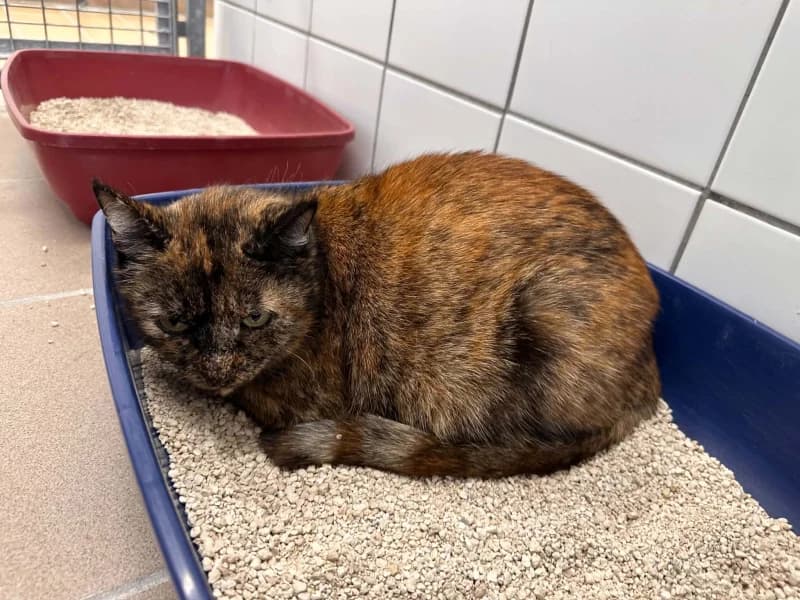 Rita, female senior European Shorthair for adoption at SRPA Liege, Srpa Liege