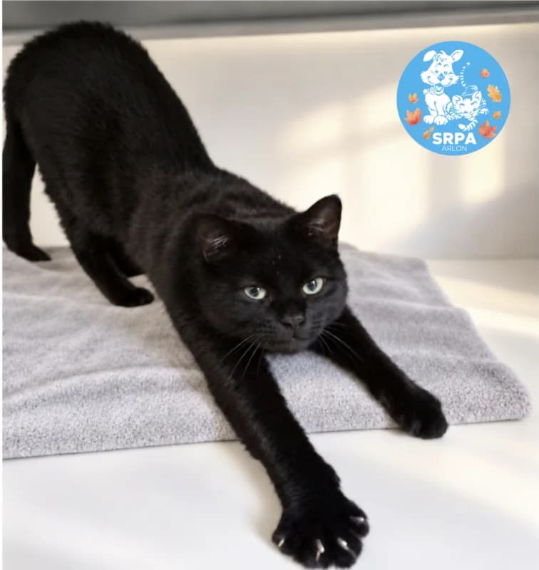 Tara, female 6yo European Shorthair for adoption at SRPA Arlon